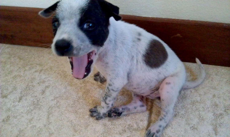 puppy-in-thailand