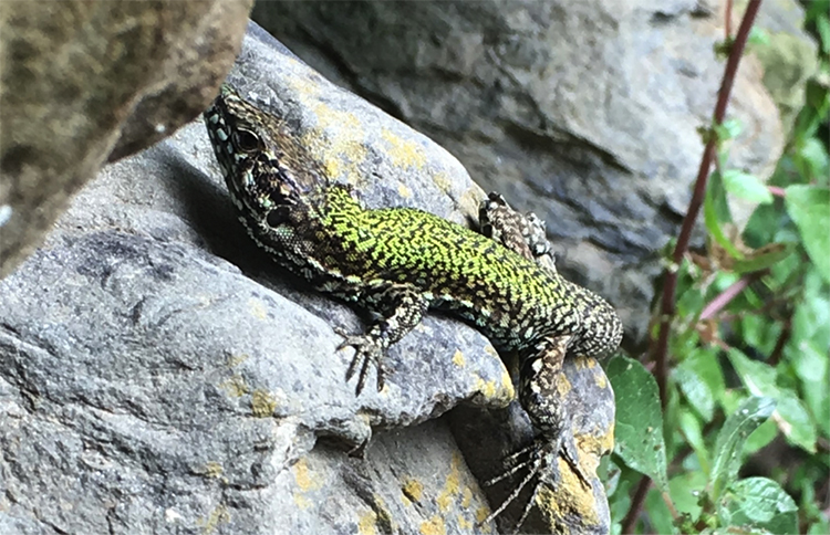 New friend near Cinque Terre.