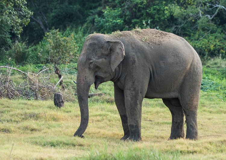 Excitement for Volunteering with Elephants in Sri Lanka