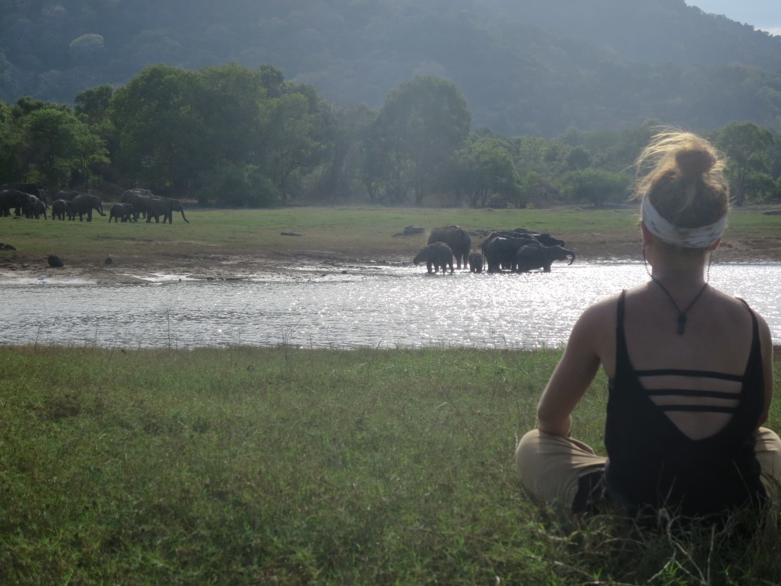 view with elephants from back