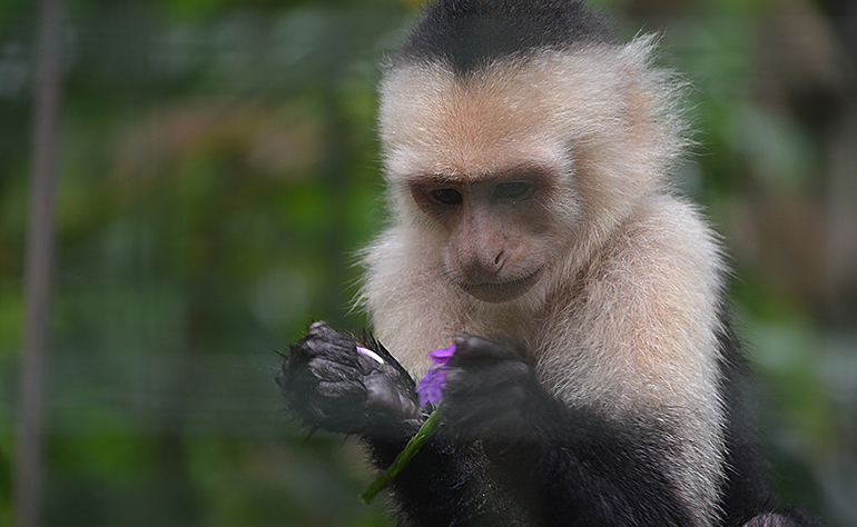 Returning to Costa Rica for the Summer