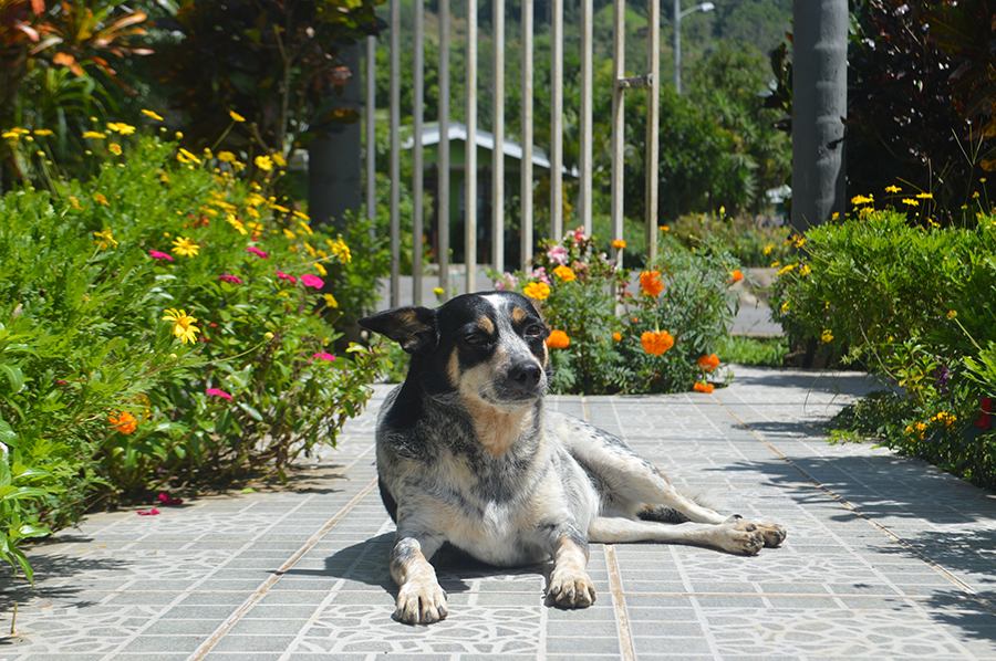 Observations Outside of the Classroom; Pets in Costa Rica