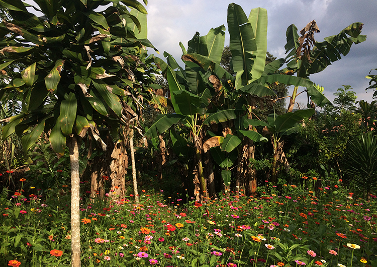 Language & Leadership Spanish Camp in Costa Rica