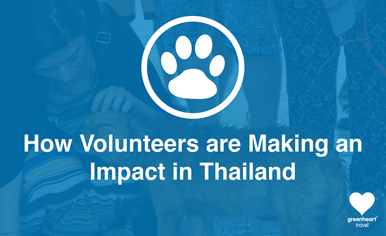 How Volunteers are Making an Impact at Our Stray Dog Rescue Project in Thailand