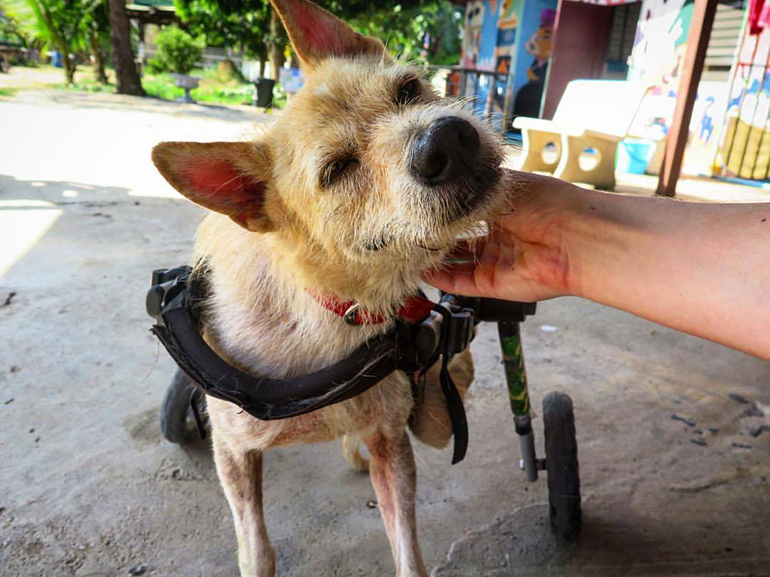 An Issue Without Borders: What Rescuing Dogs in Thailand Has Taught Me About Cultural Differences